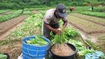 Mengintip Sentra Penghasil Sayur di Kota Tarakan