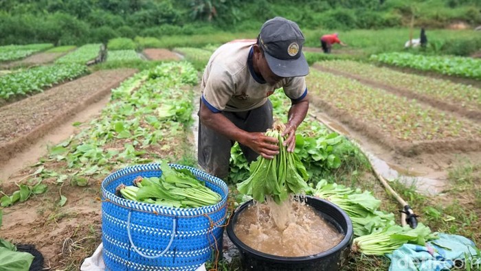 Di Bukit Amal, Kelurahan Kampung Enam, Kecamatan Tarakan Timur, Tarakan terdapat sentra kebun sayur yang dikelola dengan pupuk organik. Tidak hanya menawarkan udara sejuk, tempat ini juga memanjakan mata dengan panorama alam yang memukau.
