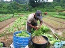 Ketua Gapoktan Kampung Enam Akui Jual Pupuk Bantuan, Ini Alasannya