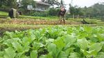 Mengintip Sentra Penghasil Sayur di Kota Tarakan