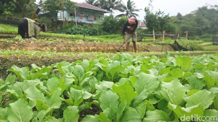 Di Bukit Amal, Kelurahan Kampung Enam, Kecamatan Tarakan Timur, Tarakan terdapat sentra kebun sayur yang dikelola dengan pupuk organik. Tidak hanya menawarkan udara sejuk, tempat ini juga memanjakan mata dengan panorama alam yang memukau.
