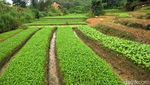 Mengintip Sentra Penghasil Sayur di Kota Tarakan