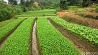 Panorama asri kebun sayur di Kelurahan Kampung Enam, Tarakan Timur.