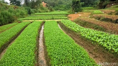 Mengintip Sentra Penghasil Sayur di Kota Tarakan