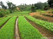 Gapoktan Kampung Enam Jual Pupuk, Dinas Pertanian Tarakan: Bukan Subsidi