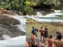 Video Viral Kemunculan Anaconda Raksasa di Sungai Bikin Turis Ketakutan