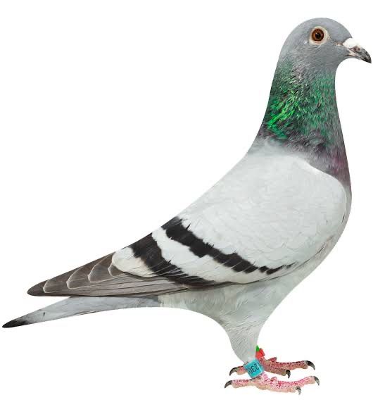Beberapa contoh burung termahal di dunia.
