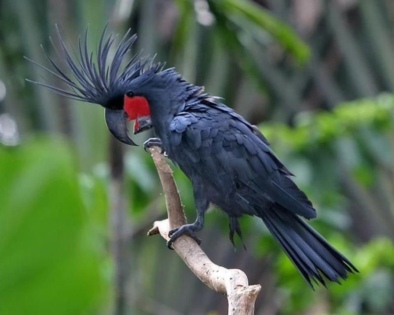 Beberapa contoh burung termahal di dunia.