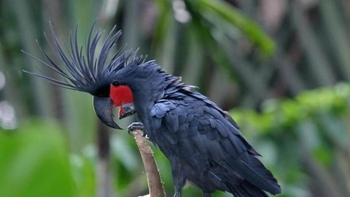 Beberapa contoh burung termahal di dunia.