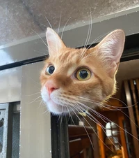 Foto mengecoh mata