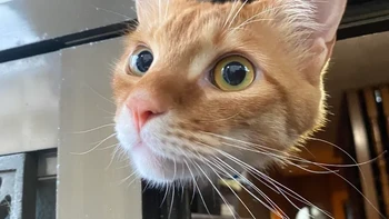 Coba tebak kemana badan si kucing? Foto: Reddit