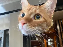 Yakin Mata Kamu Tidak Terkecoh Lihat Deretan Foto Ini?