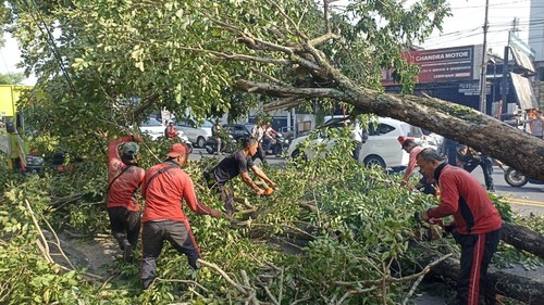 Ilustrasi - Tim DLHK Badung menangani pohon tumbang di Jalan Denpasar-Gilimanuk, Kelurahan Kapal, Kecamatan Mengwi, Senin (24/3/2025). (Foto: Dok BPBD Badung)