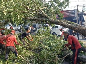 Cuaca Ekstrem, Adi Arnawa Minta Atensi Pohon Tinggi agar Tak Makan Korban