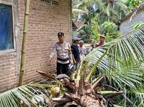 Wanita Lansia Tewas Tertimpa Pohon Kelapa di Kulon Progo