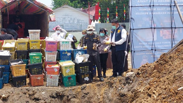 Mangga ilegal asal Thailand yang diamankan Polda Sumut, dimusnahkan, Senin (24/3/2025).