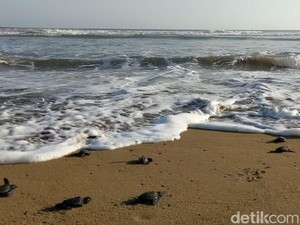 6 Wisata Konservasi Penyu di Jawa Timur