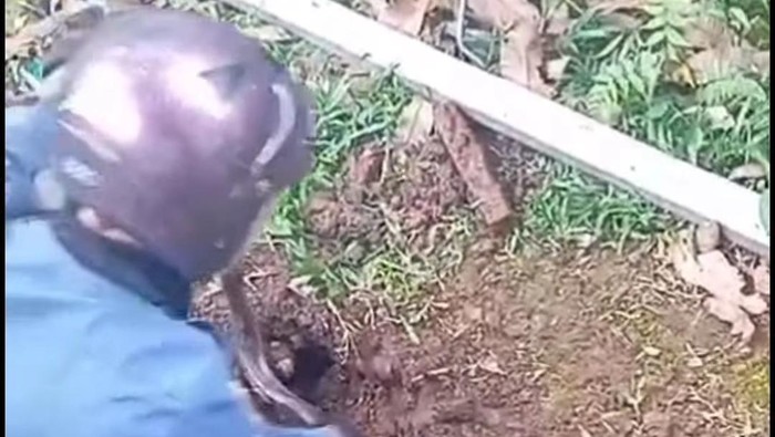 Petugas Damkar Bogor evakuasi ular kobra 2 meter (dok. Istimewa)