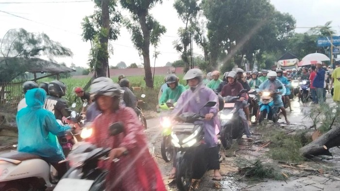 pohon tumbang kediri