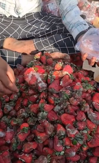 stroberi busuk dikemas ulang untuk dijual lagi