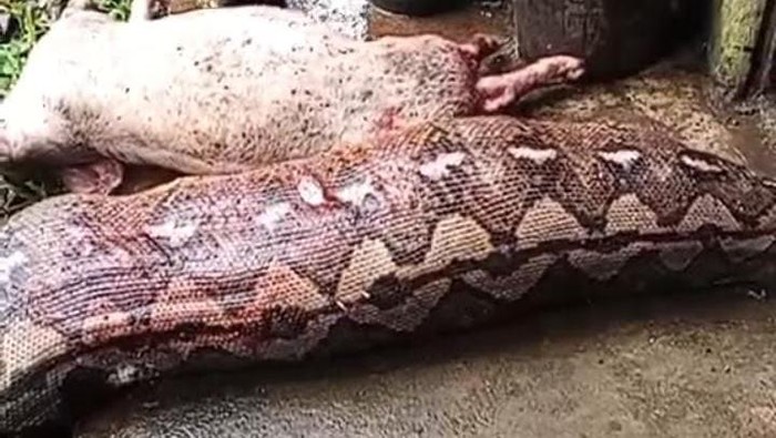 Ular piton telan babi ditebas warga di Bolaang Mongondow.
