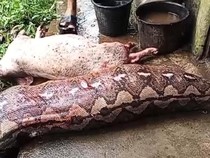 Bangkai Ular Piton 6,5 Meter yang Telan 3 Babi di Bolmong Dijual Rp 400 Ribu