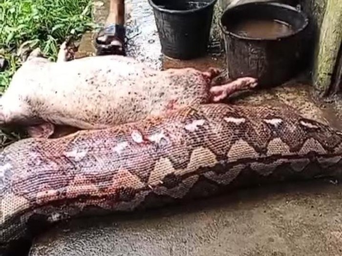 Ular piton telan babi ditebas warga di Bolaang Mongondow.