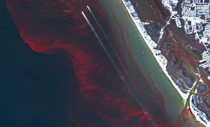 Alga mekar menyebabkan pasang laut berwarna merah