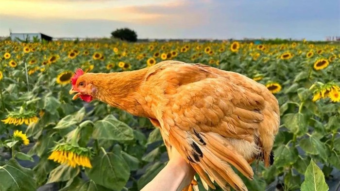 Ayam Ini Dipelihara Pakai Musik dan Minum Susu, Jadi Ayam Rebus Dijual Rp 1 Juta