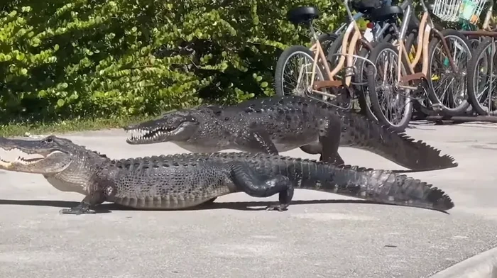 Buaya vs aligator.