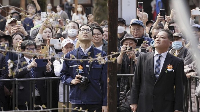 A cherry tree is in blossom at Yasukuni Shrine in Tokyo, Tuesday March 25, 2025. (AP Photo/Shuji Kajiyama)