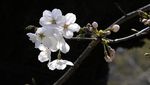 Bunga Sakura Mulai Bermekaran di Jepang