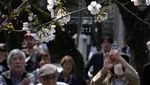 Bunga Sakura Mulai Bermekaran di Jepang