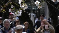 Di kuil ini pengunjung kesempatan menikmati keindahan bunga sakura yang bermekaran.  