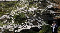 Musim bunga sakura mulai tiba, menarik pengunjung dari seluruh dunia untuk menikmati keindahannya.  