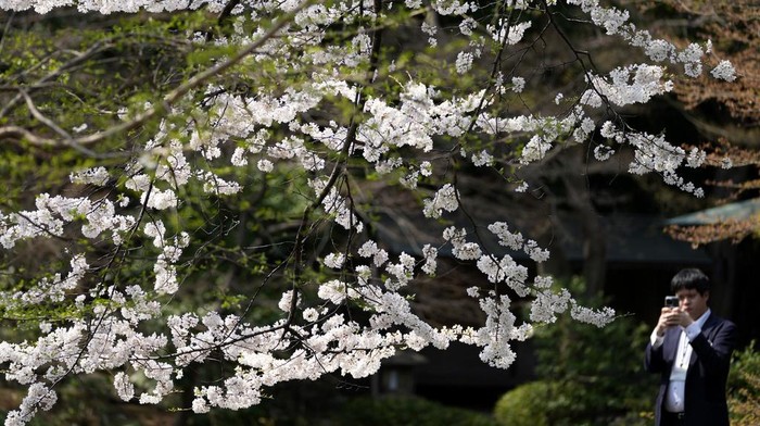 Bunga Sakura Mulai Bermekaran di Jepang A cherry tree is in blossom at Yasukuni Shrine in Tokyo, Tuesday March 25, 2025. (AP Photo/Shuji Kajiyama)