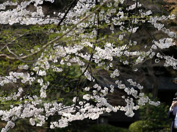 Bunga Sakura Mulai Bermekaran di Jepang
