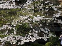Bunga Sakura Mulai Bermekaran di Jepang