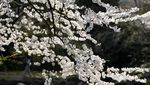 Bunga Sakura Mulai Bermekaran di Jepang