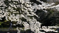 Di antara tempat hanami (melihat bunga) paling terkenal di Tokyo, Kuil Yasukuni tidak hanya terkenal karena nilai historisnya, tetapi juga karena bunga sakuranya yang menakjubkan.  