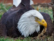 Tragis Akhir Kisah Elang Botak yang Mengerami Batu... Mati Saat Badai Hebat