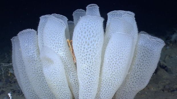 Glass Sponge Animal Sea. https://oceanservice.noaa.gov/