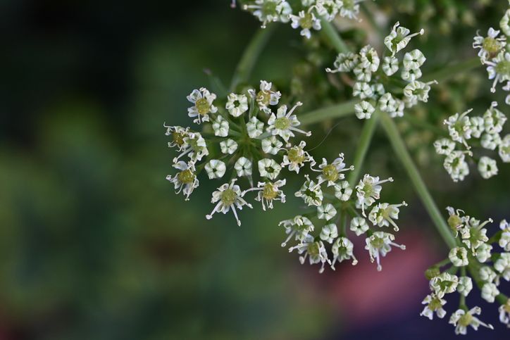 Herba dan bahan makanan Jepang yang berkhasiat panjang umur