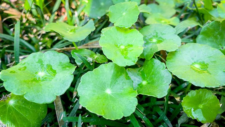 Herba dan bahan makanan Jepang yang berkhasiat panjang umur