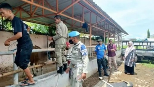 Hewan ternak yang terjaring operasi penertiban dikandangkan sementara di RPH, Kecamatan Asakota, Kota Bima, NTB.