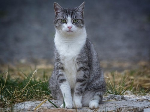 Domestic feline outdoors on the ground
