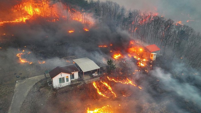 Kebakaran Hutan di Korsel Makin Meluas A Korea Forest Service helicopter dumps fire retardant on a wildfire in Uiseong, South Korea, Monday, March 24, 2025. (Yoon Gwan-shick/Yonhap via AP)