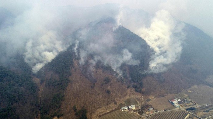 Kebakaran Hutan di Korsel Makin Meluas A Korea Forest Service helicopter dumps fire retardant on a wildfire in Uiseong, South Korea, Monday, March 24, 2025. (Yoon Gwan-shick/Yonhap via AP)