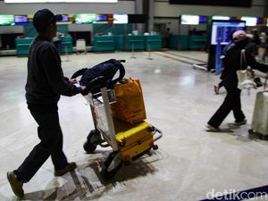 Hendak Selundupkan Benih Lobster Via Bandara Soetta, 7 Orang Ditangkap