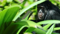 Simpanse berusia 38 tahun itu dipindahkan dari Taman Biologi Ukumari ke Bogota, di mana ia akan melanjutkan perjalanannya ke Suaka Kera Besar Sorocaba. 